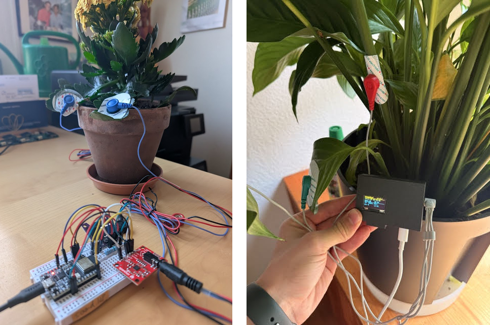 The plant sensor in use on a houseplant